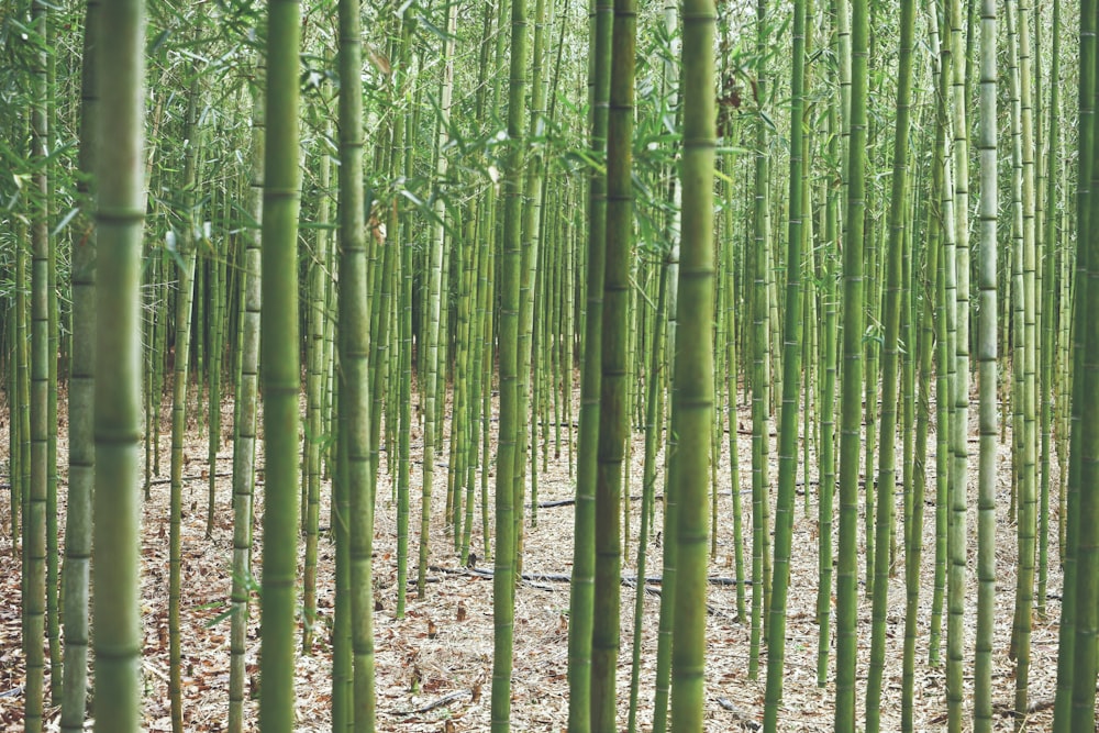 green bamboo trees during daytime