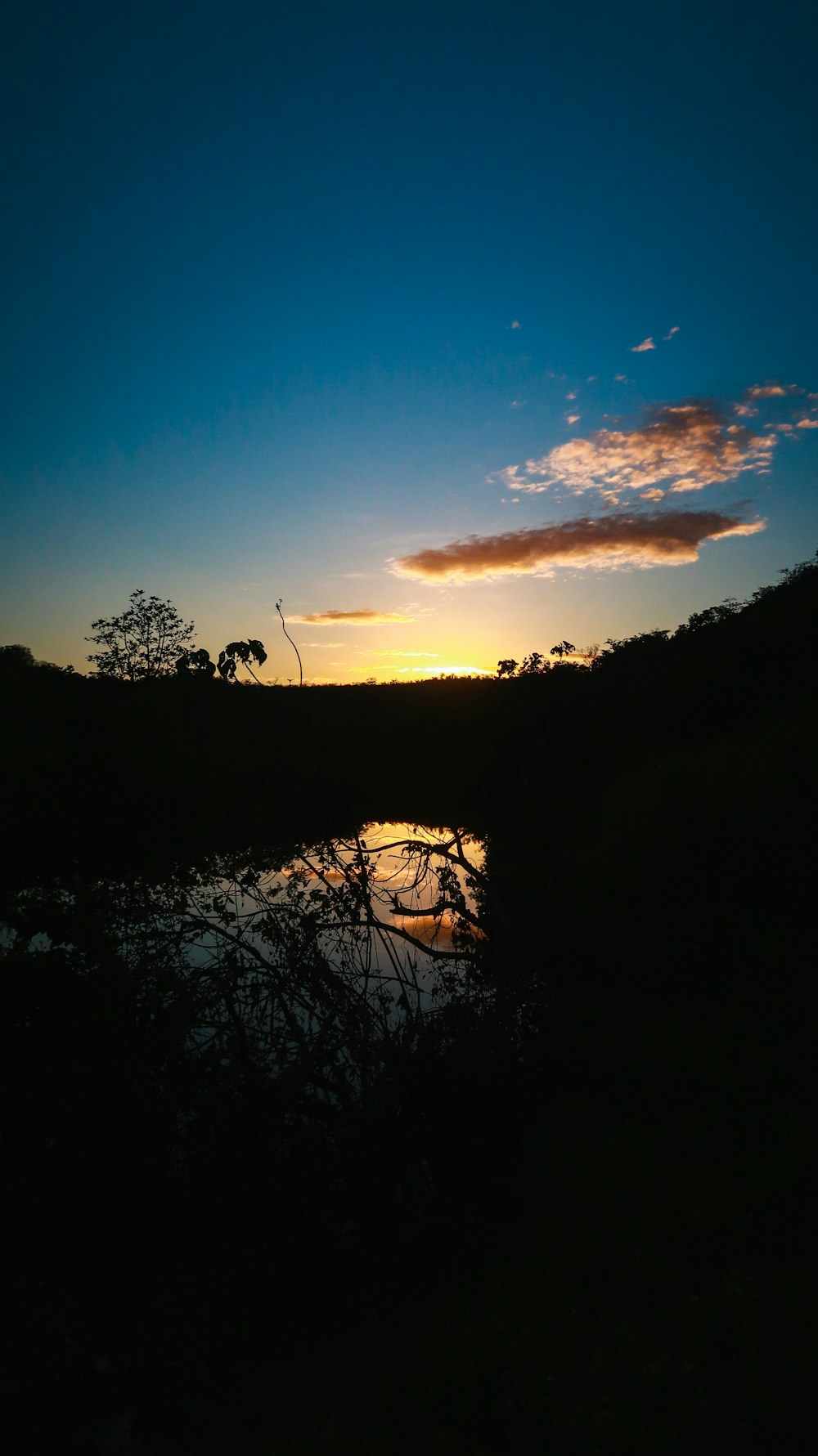 silhouette of trees during sunset