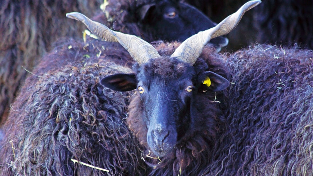 black sheep on green grass during daytime