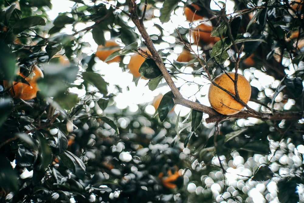 yellow round fruit on tree during daytime