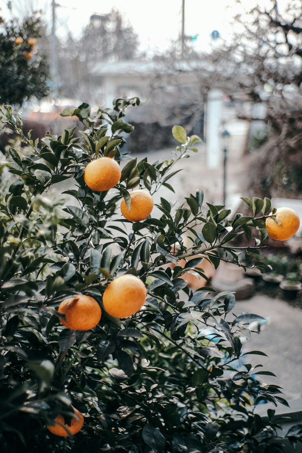 orange fruits on tree during daytime