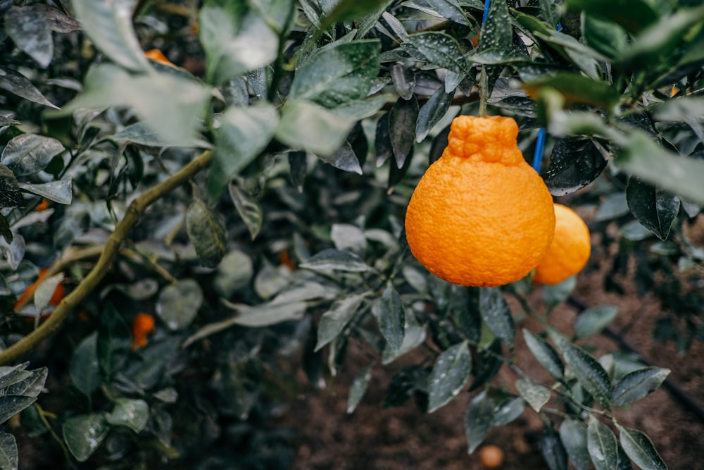 Orangenfrucht auf grünen Blättern