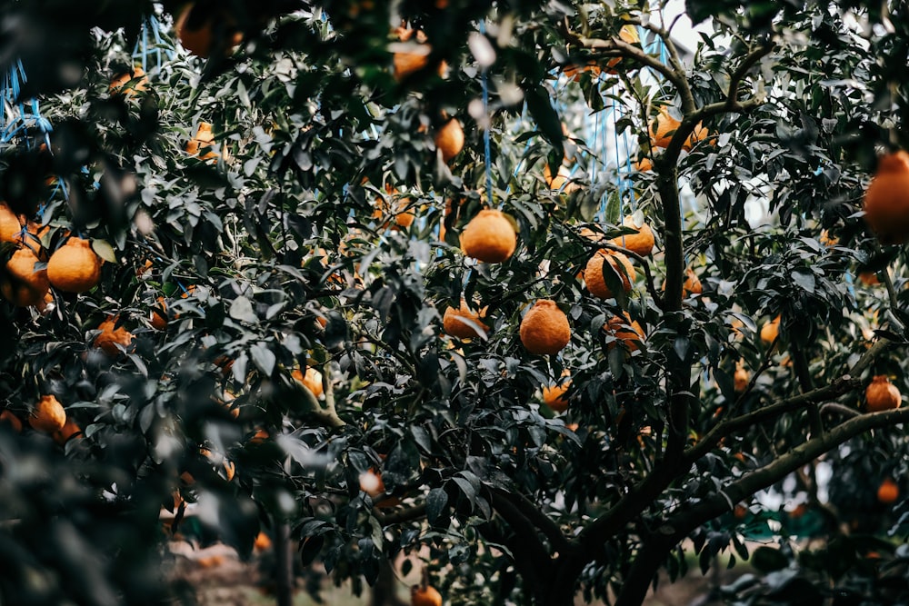 frutos de laranjeira na árvore durante o dia