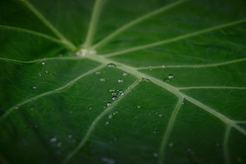 water droplets on green leaf