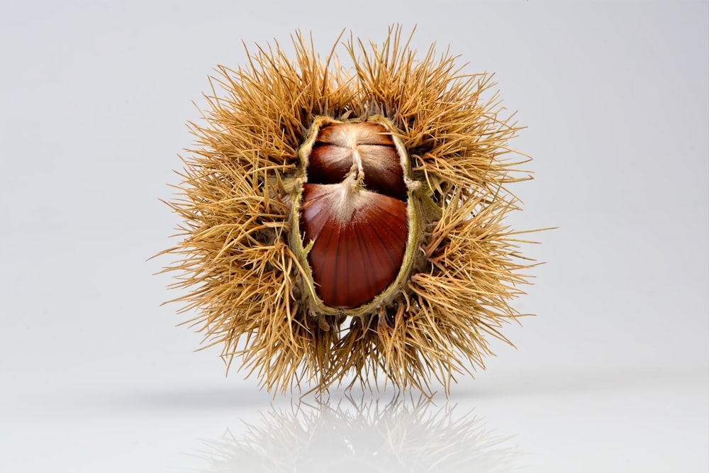 brown round fruit on white table