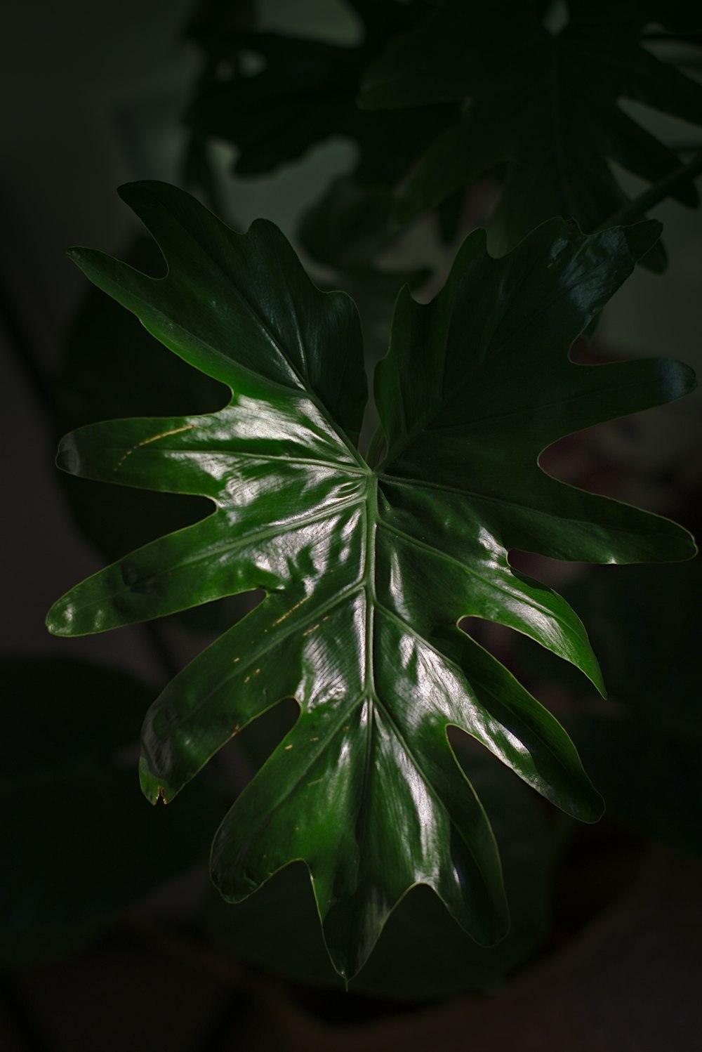 green leaf plant in close up photography