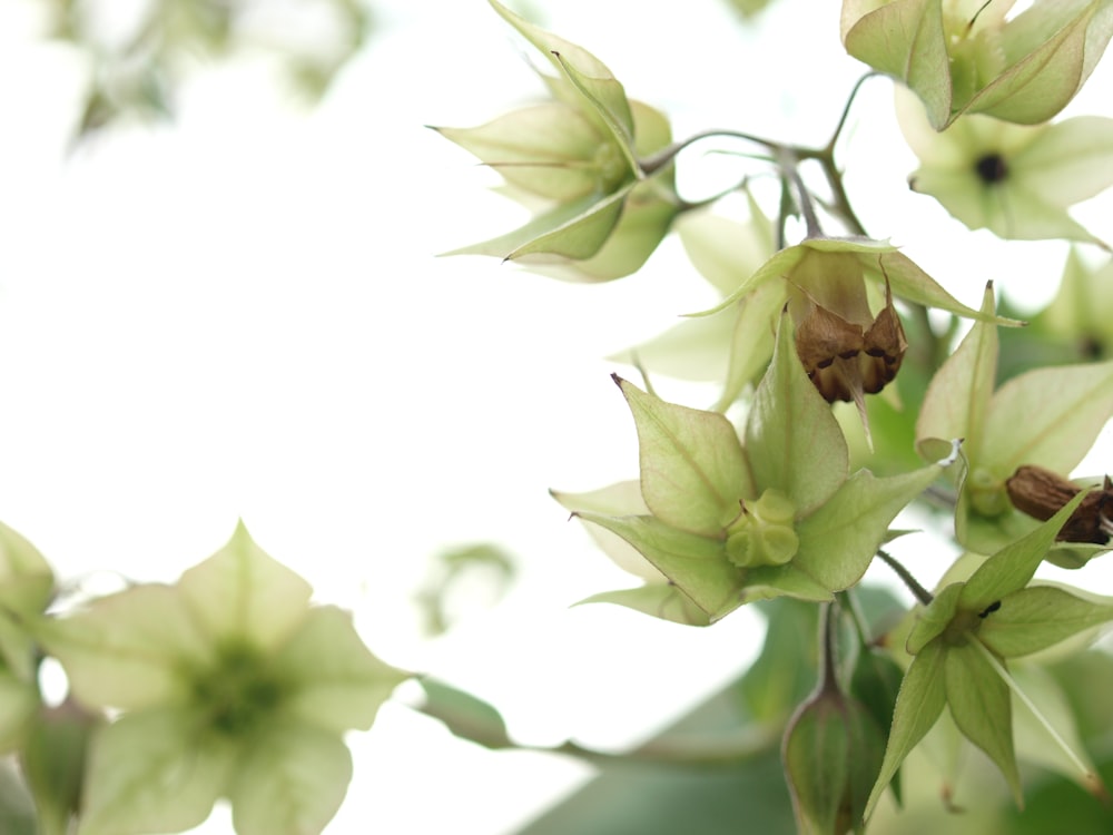 white and green flower in close up photography