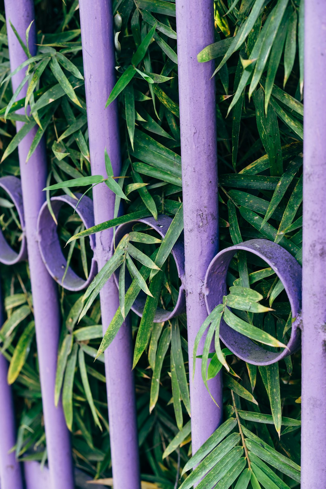 green plant with white flowers