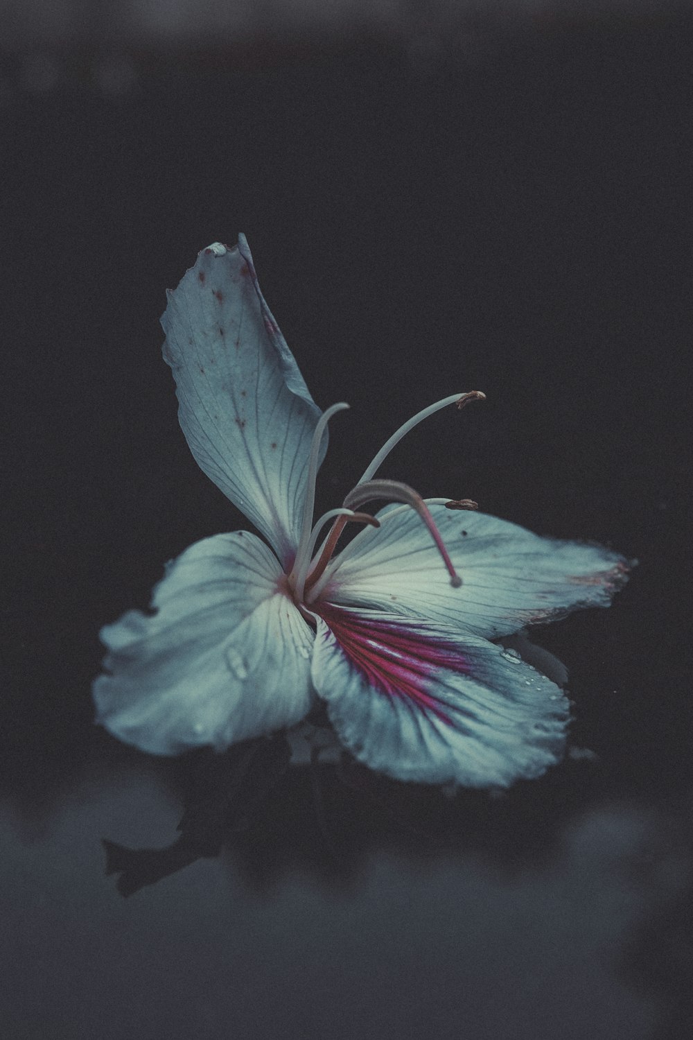 blue and red hibiscus in bloom