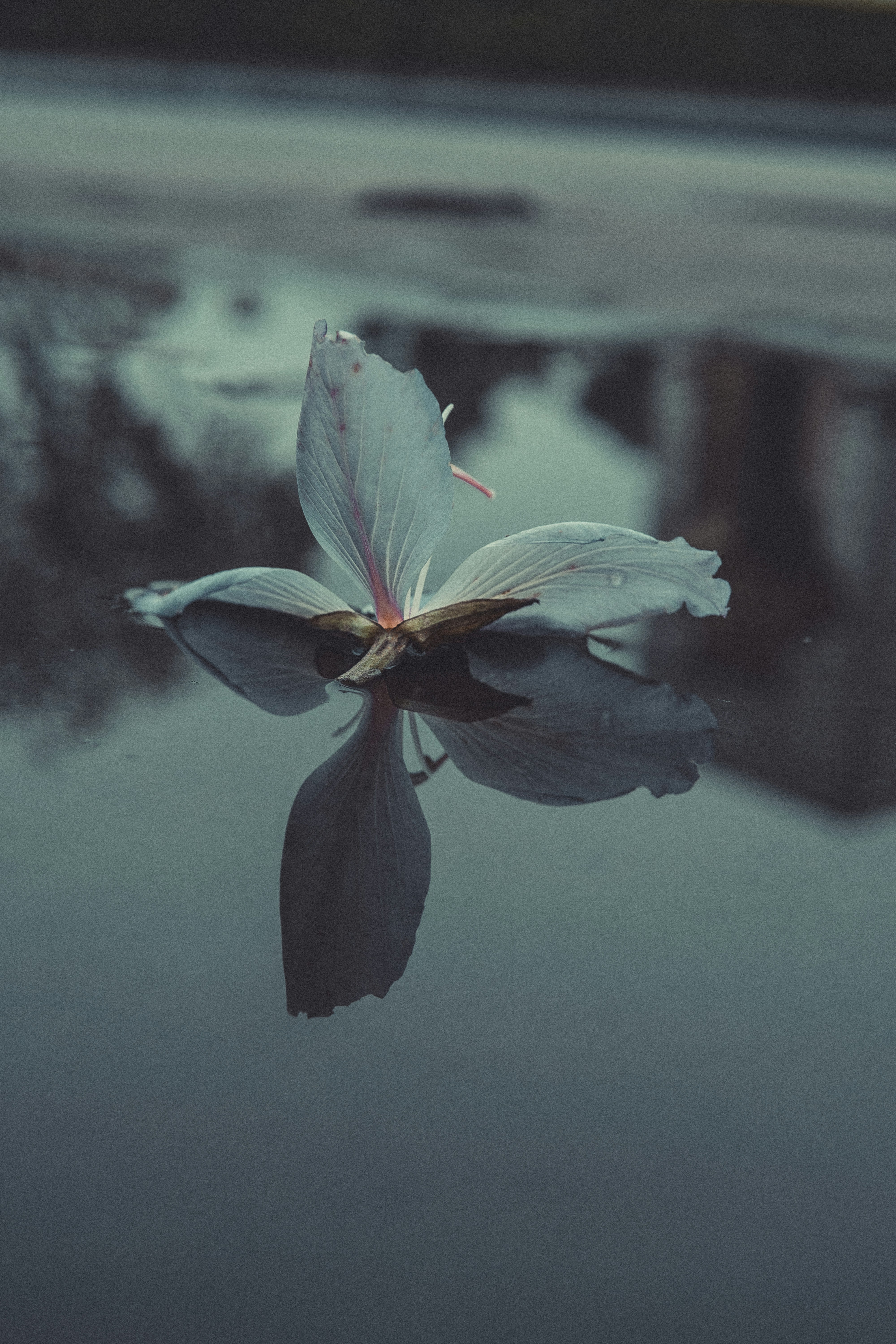 Photo by viethoangai98