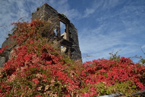 Historic ruins bathed in golden light at dusk, framed by vibrant bougainvillea flowers