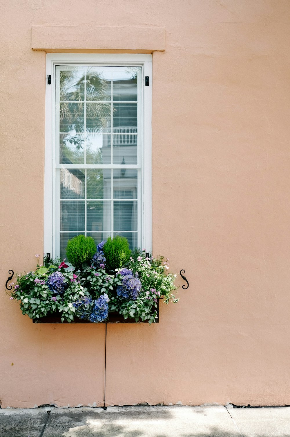 lila und weiße Blumen am Fenster