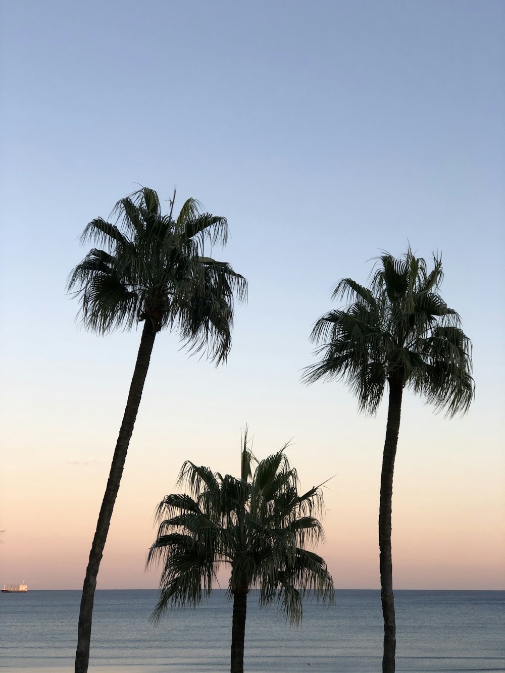 palm tree during golden hour