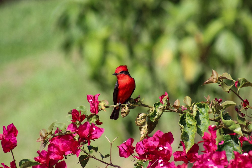 red bird perched on pink flower during daytime