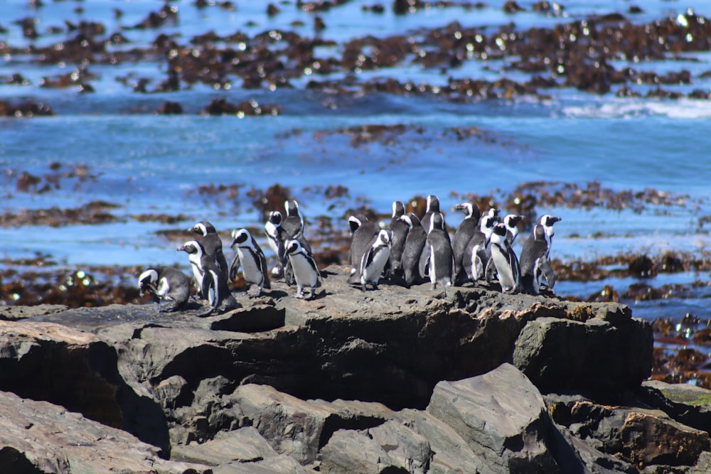 penguins on rock near body of water during daytime
