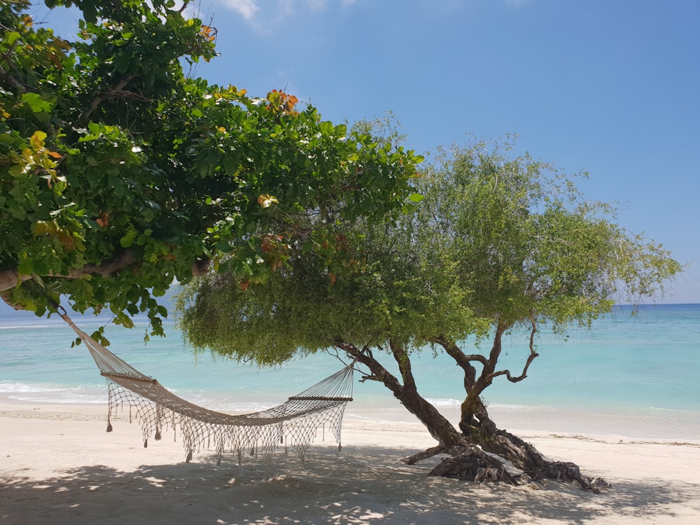 green tree on white sand beach during daytime
