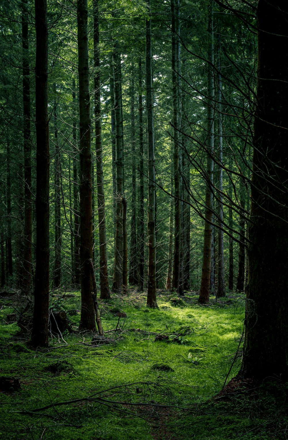 green grass and trees during daytime