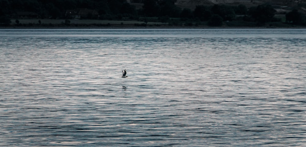 person in black shirt riding on boat on sea during daytime