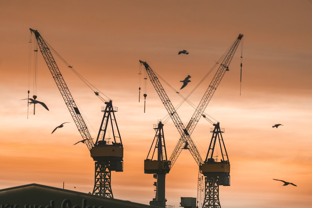 silhouette of crane during sunset