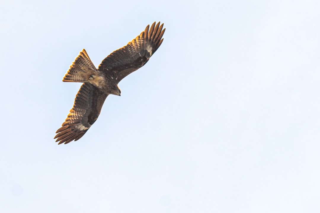 brown and white bird flying