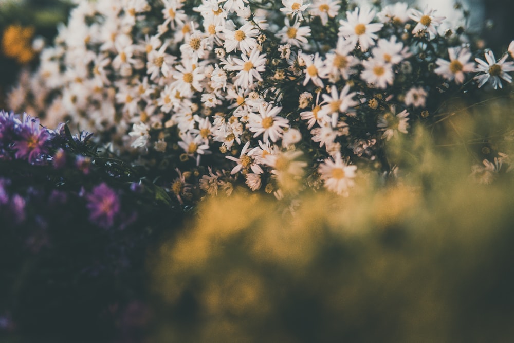 white and yellow flowers in tilt shift lens