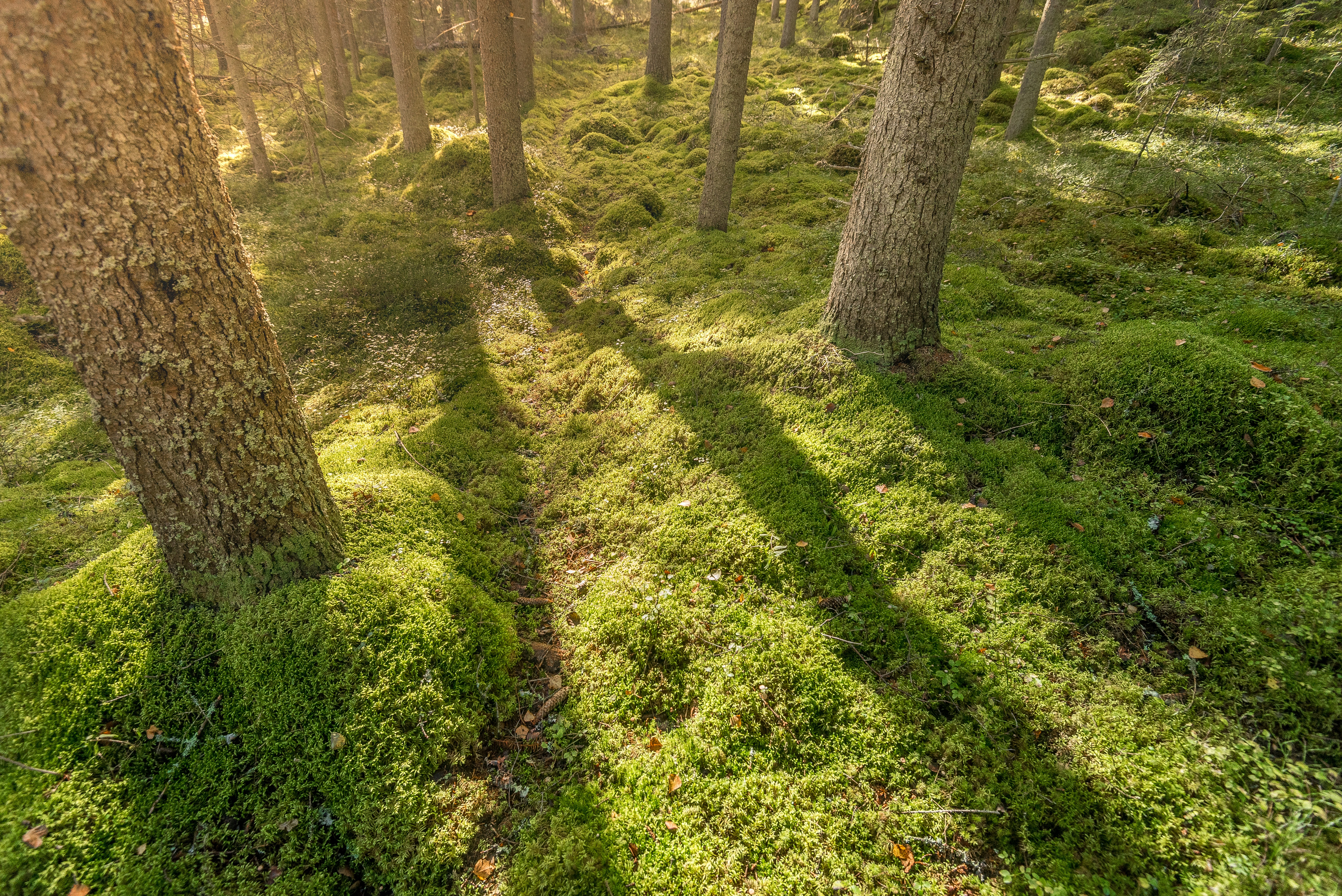 green grass and brown tree trunk