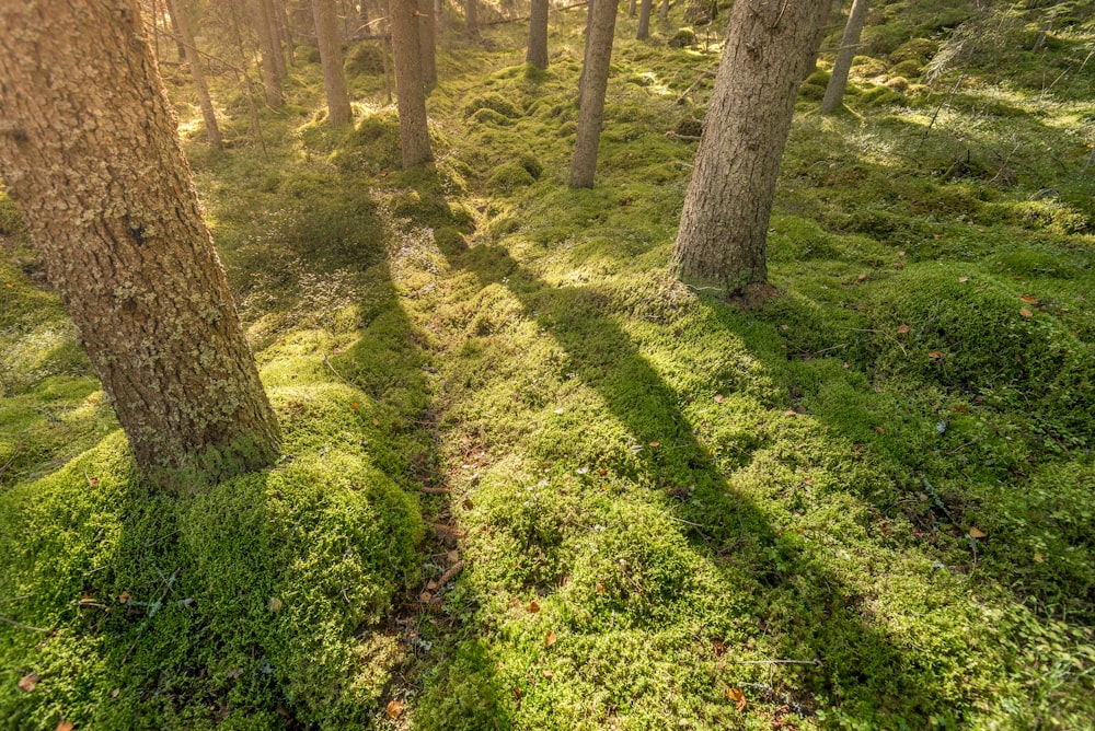 green grass and brown tree trunk