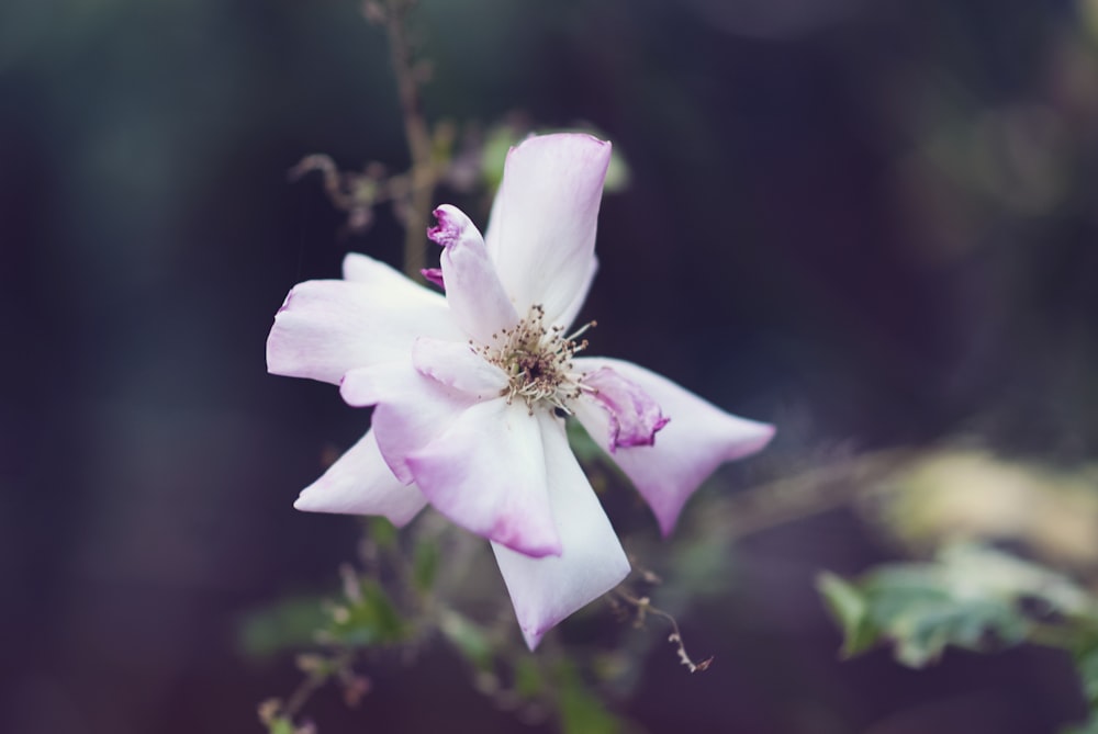 flor rosa en lente de cambio de inclinación