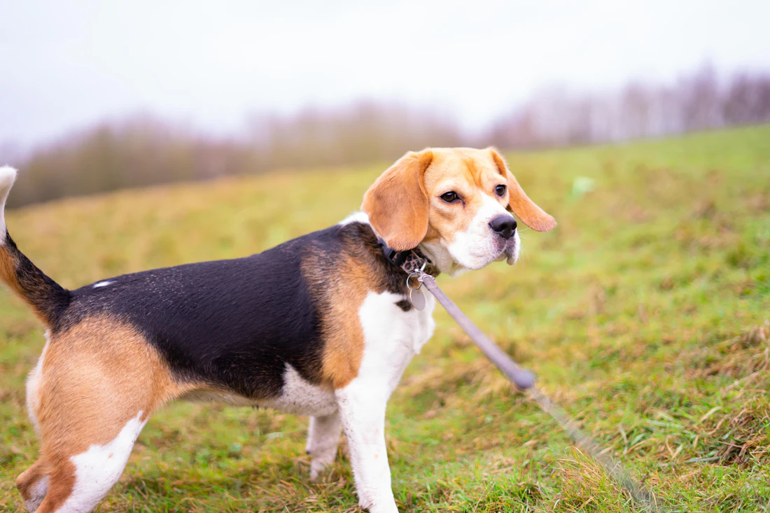 Beagle on a leash, the breed often used for scent detection