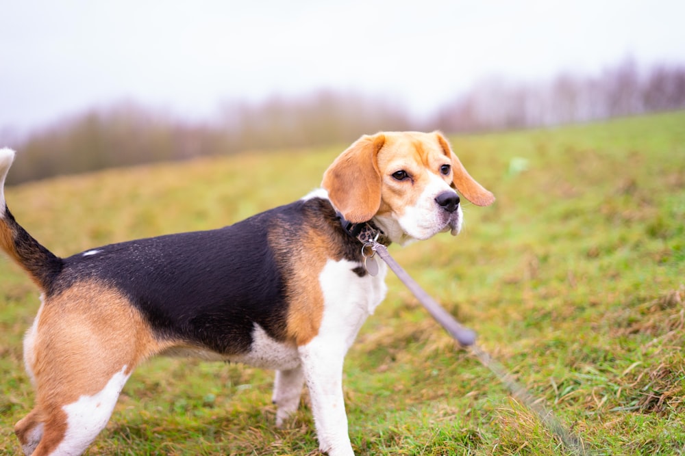 tricolor beagle on green grass during daytime