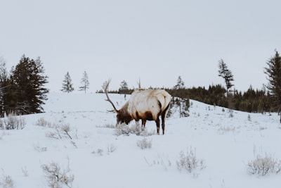 brown 4 legged animal on snow covered ground deer google meet background