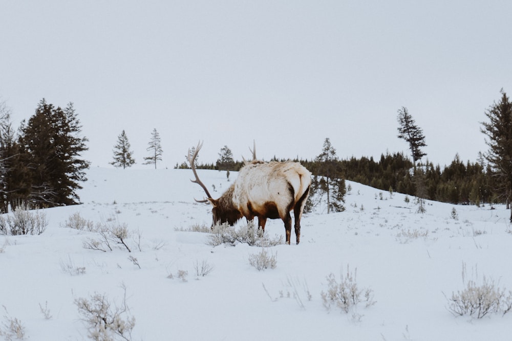 brown 4 legged animal on snow covered ground