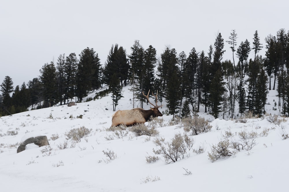 brown deer on snow covered ground during daytime