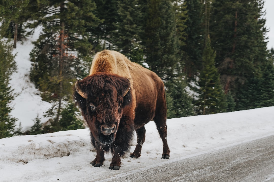 brown bison on snow covered ground,