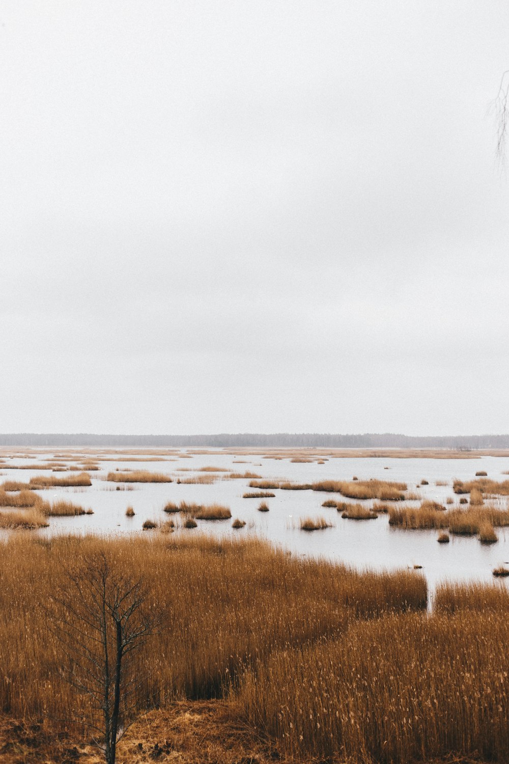 brown grass field under white sky during daytime