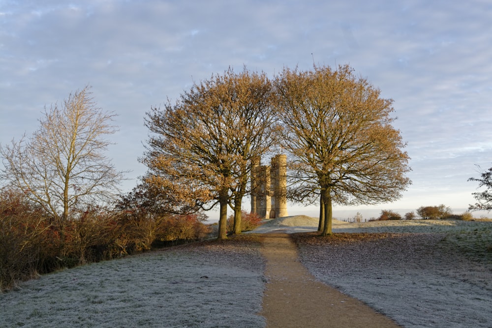 brown trees on gray concrete ground during daytime