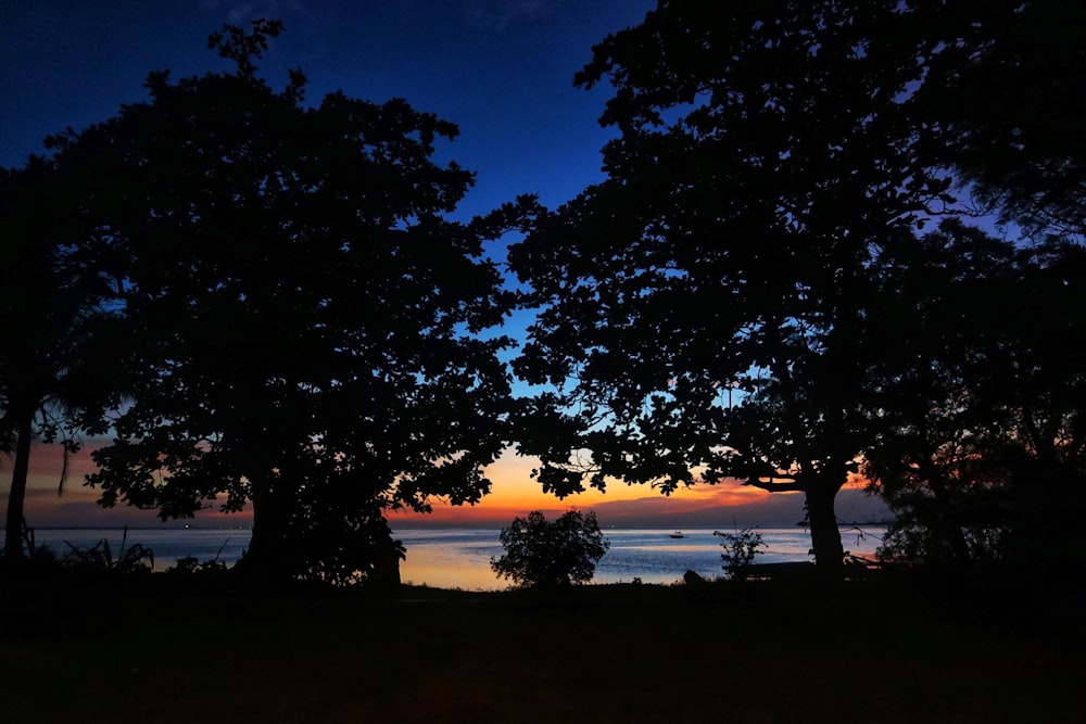 silhouette of trees near body of water during sunset