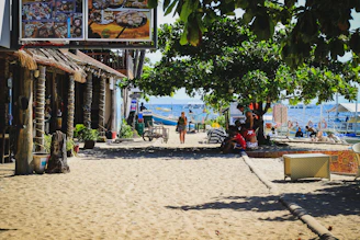 people sitting on beach chairs under green tree during daytime