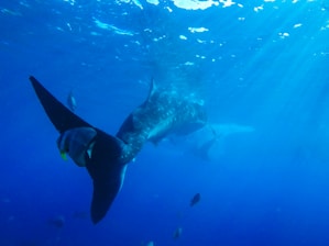 A large whale shark is swimming gracefully beneath the ocean's surface, accompanied by several smaller fish. Sunlight filters through the water, casting radiant blue hues throughout the scene.