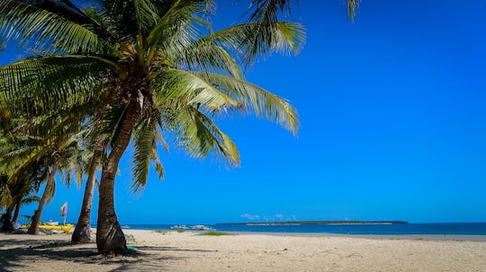 green palm tree on white sand beach during daytime in Bantayan Island Philippines