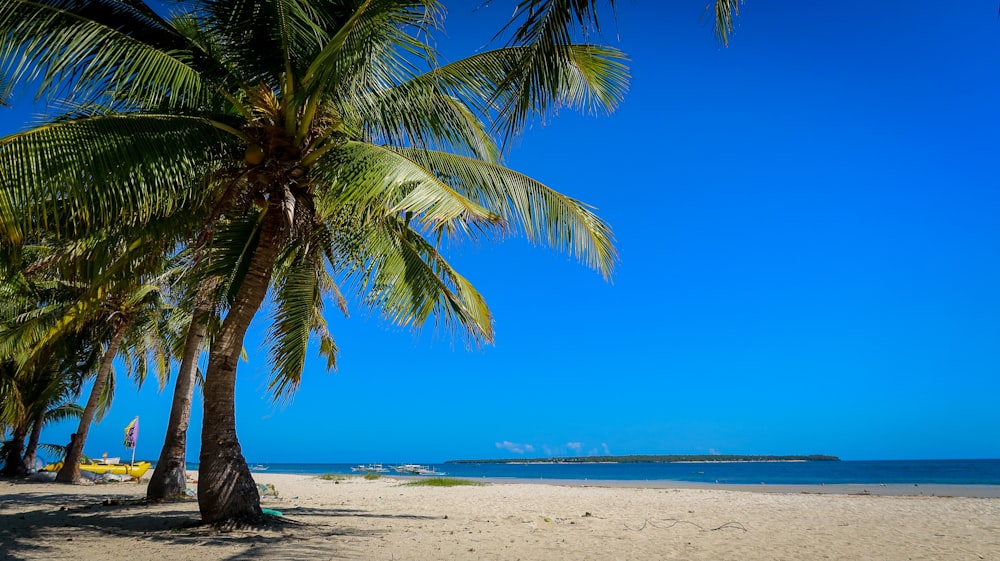 green palm tree on white sand beach during daytime