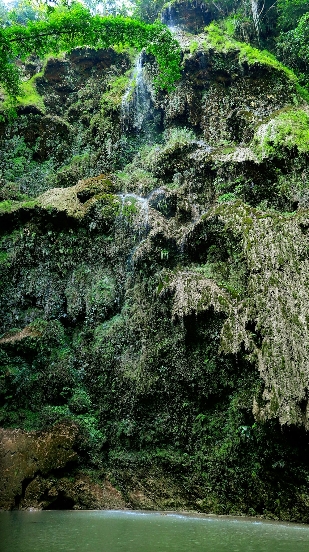 green moss on brown tree trunk