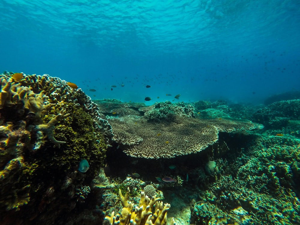 brown coral reef under water