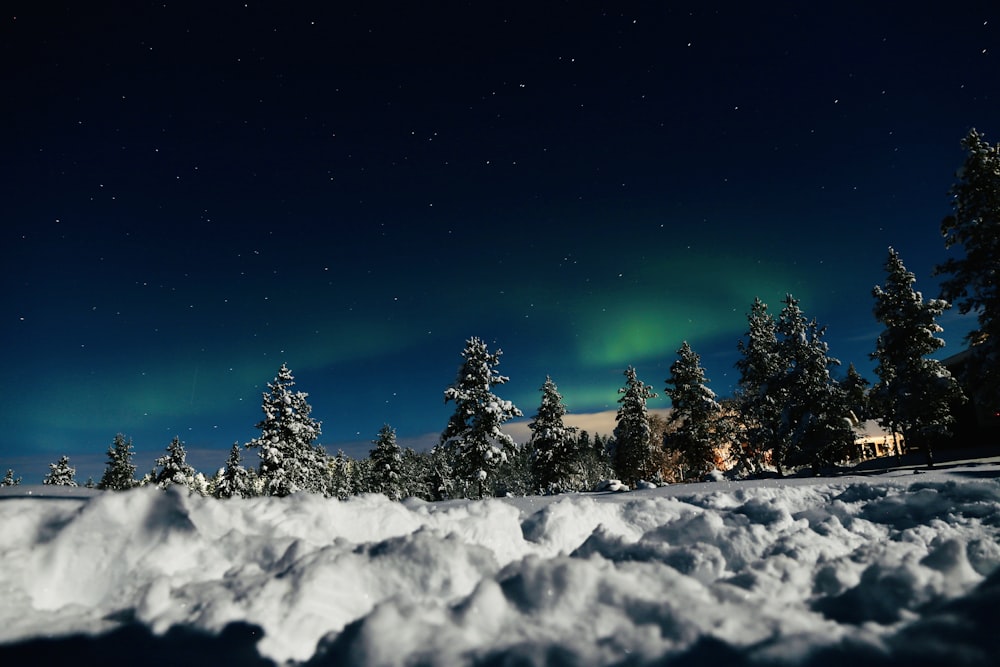 árboles verdes cubiertos de nieve bajo un cielo azul durante la noche. Consulte las leyes de marihuana de Finlandia