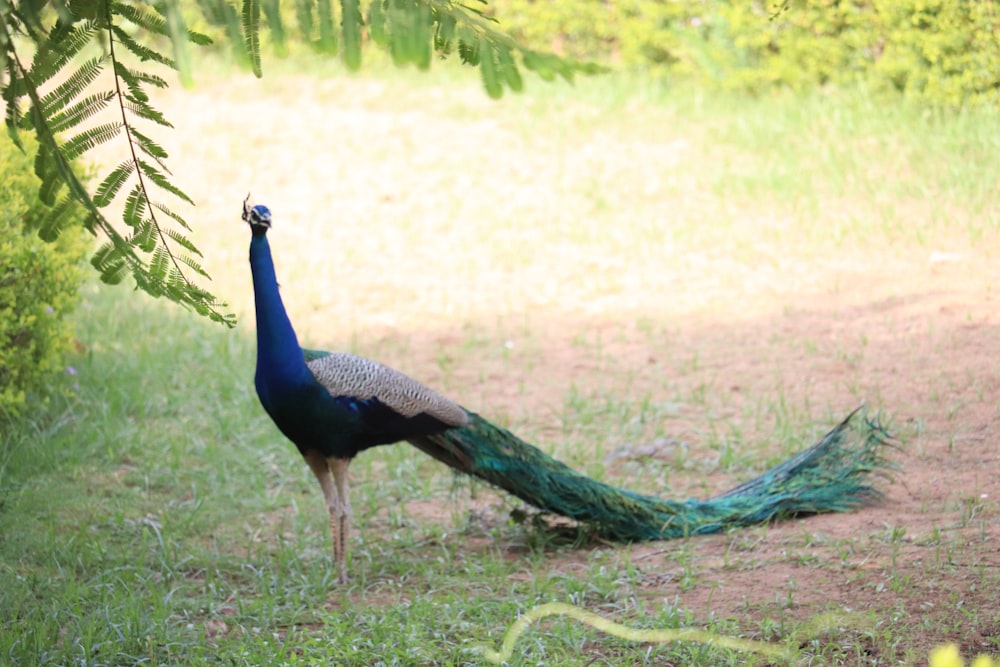 peacock on green grass field during daytime