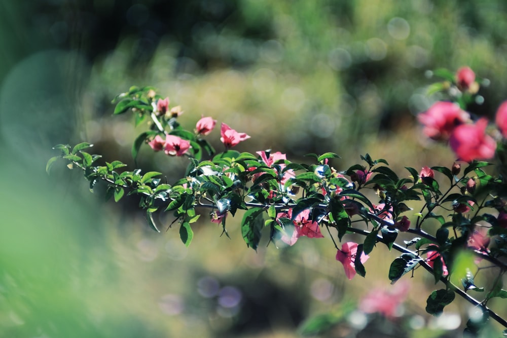 red and green flower buds in tilt shift lens