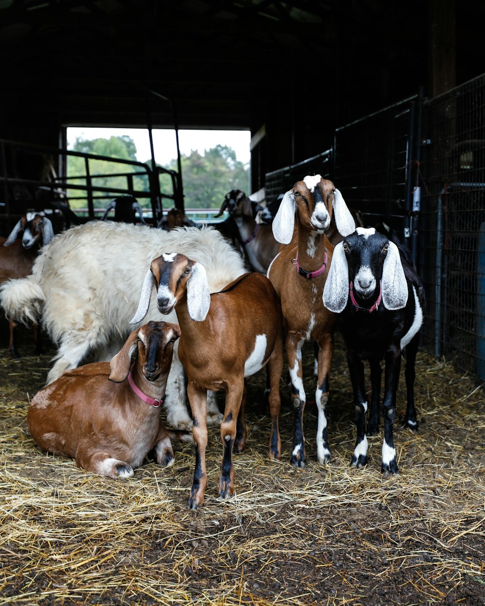 herd of horses on brown grass field