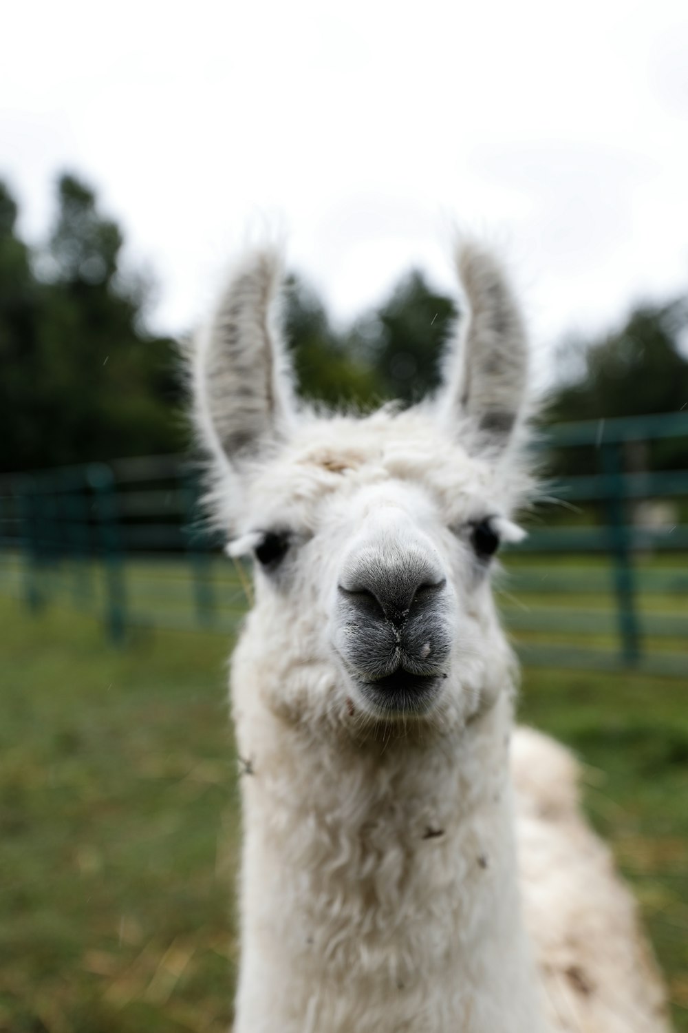 white llama on green grass field during daytime