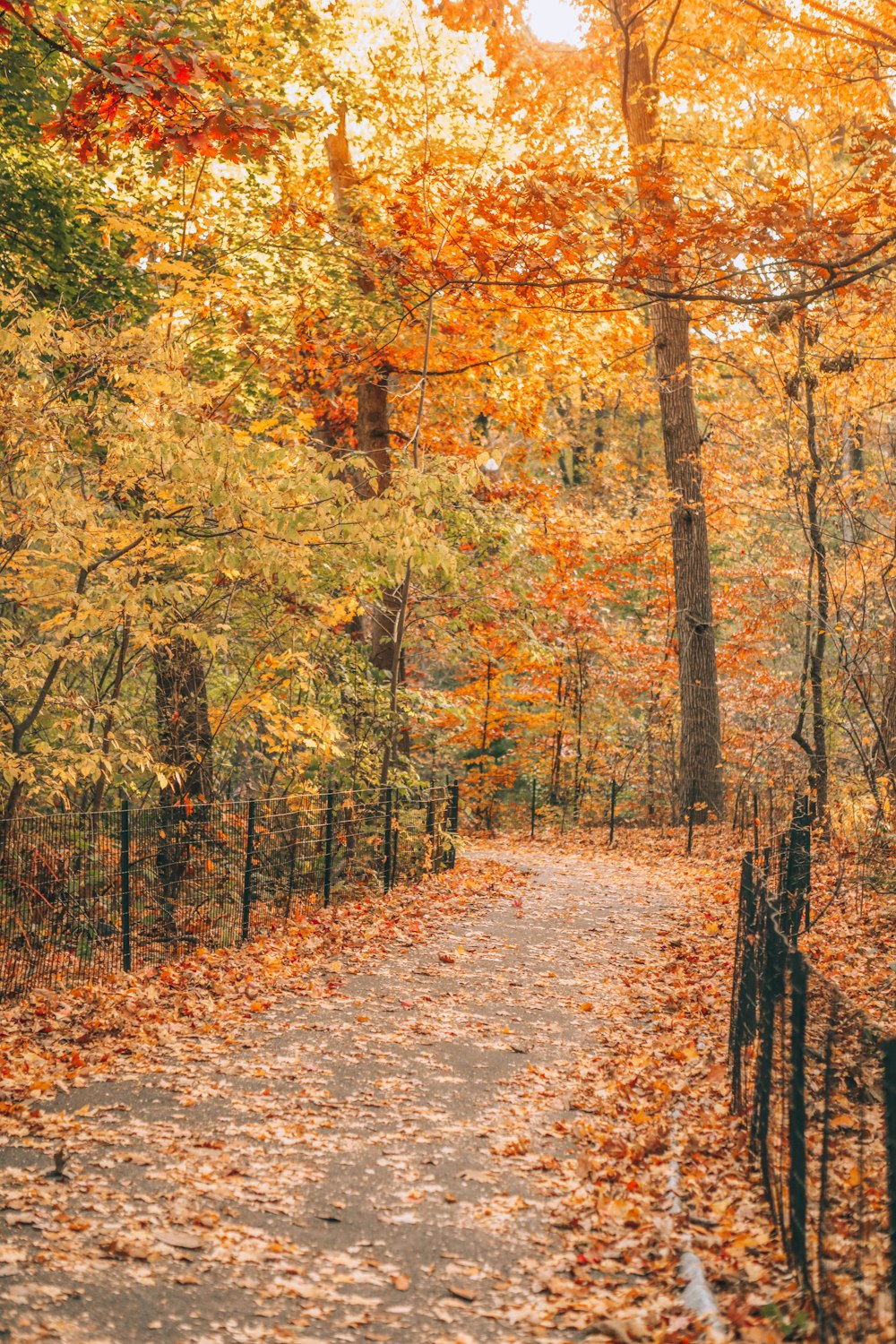 brown and green trees during daytime