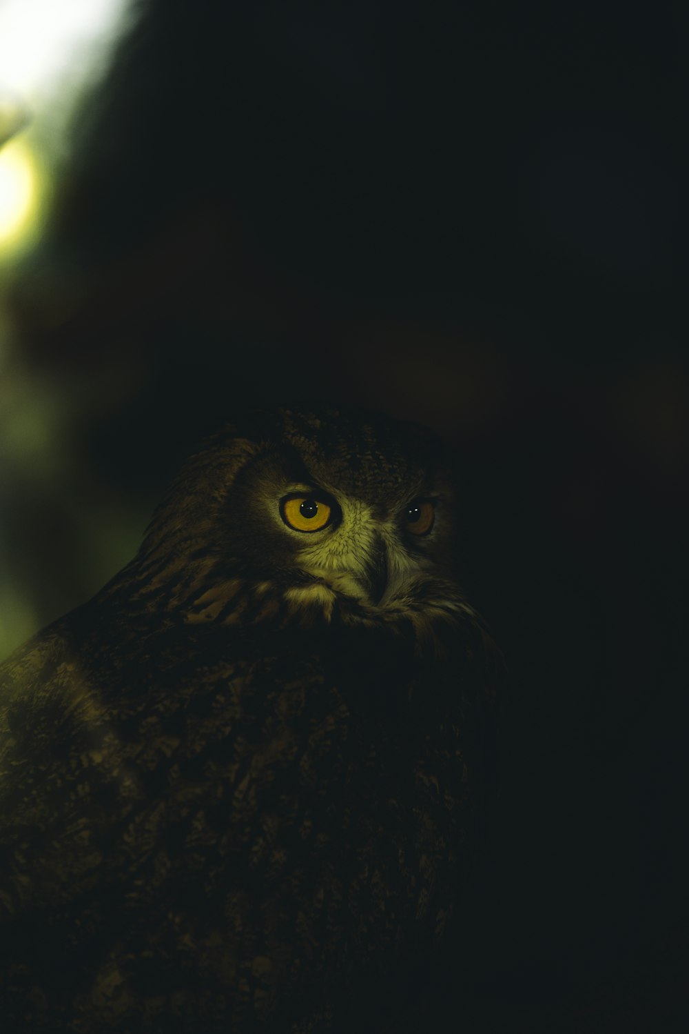 black owl in black background